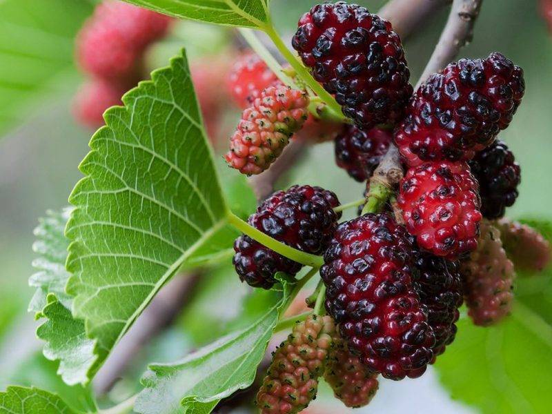 Шелковица купить саженцы из питомнике в Белогорске