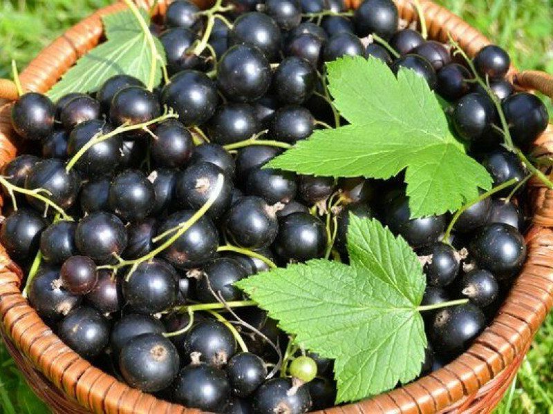 Смородина купить саженцы из питомника в Белогорске