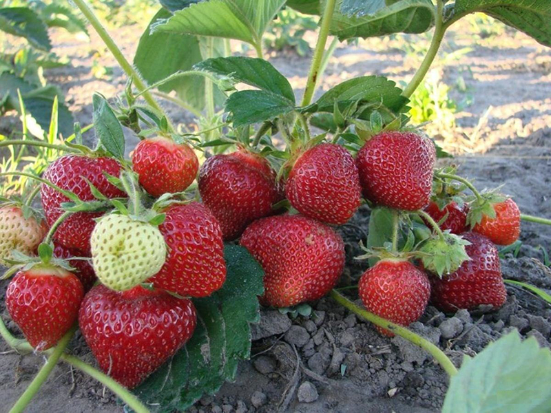 Клубника купить саженцы из питомника в Белогорске