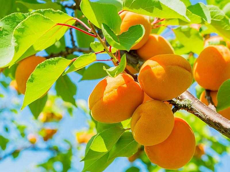 Абрикос купить саженцы из питомнике в Белогорске