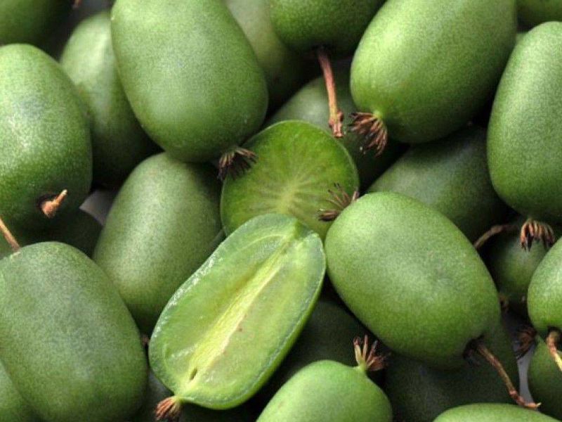 Актинидия купить саженцы из питомнике в Белогорске