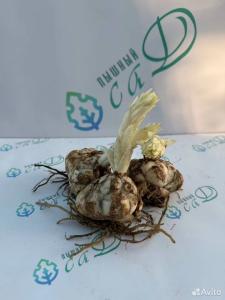 Лилия "ШОКИНГ" 3 штуки (размер 18/20)