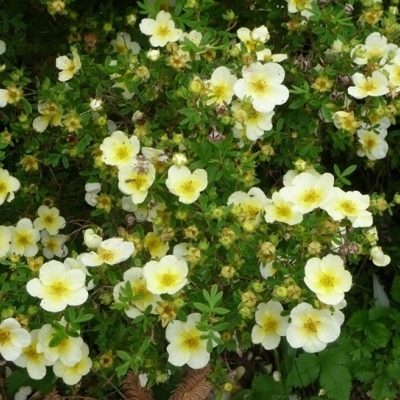 Лапчатка "ЛАЙМЛАЙТ" (стакан Р9)