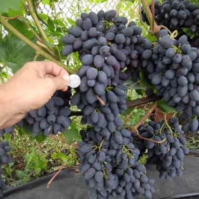 Виноград "КОДРЯНКА"